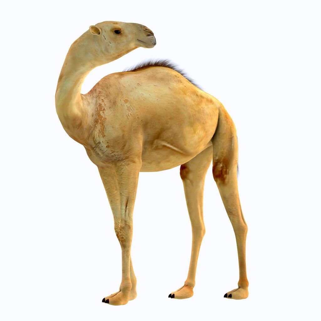 Camelops était un herbivore de type chameau qui vivait en Amérique du Nord au Pléistocène. Crédit image : CoreyFord (iStock).